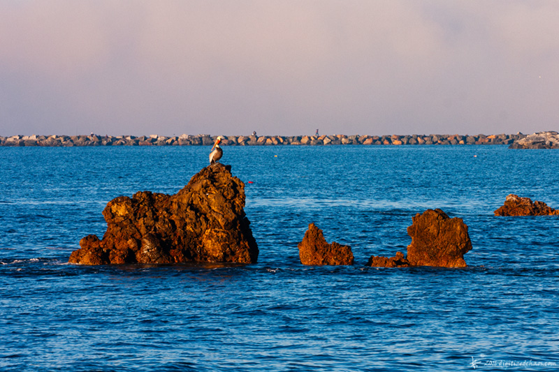 pelican rock